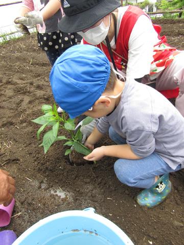 苗植えに挑戦