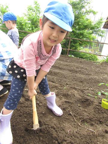 苗植えに挑戦