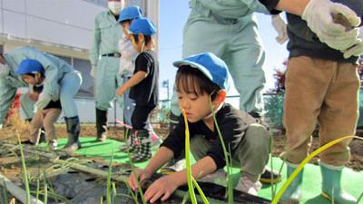 11月・・・玉ねぎの苗植え